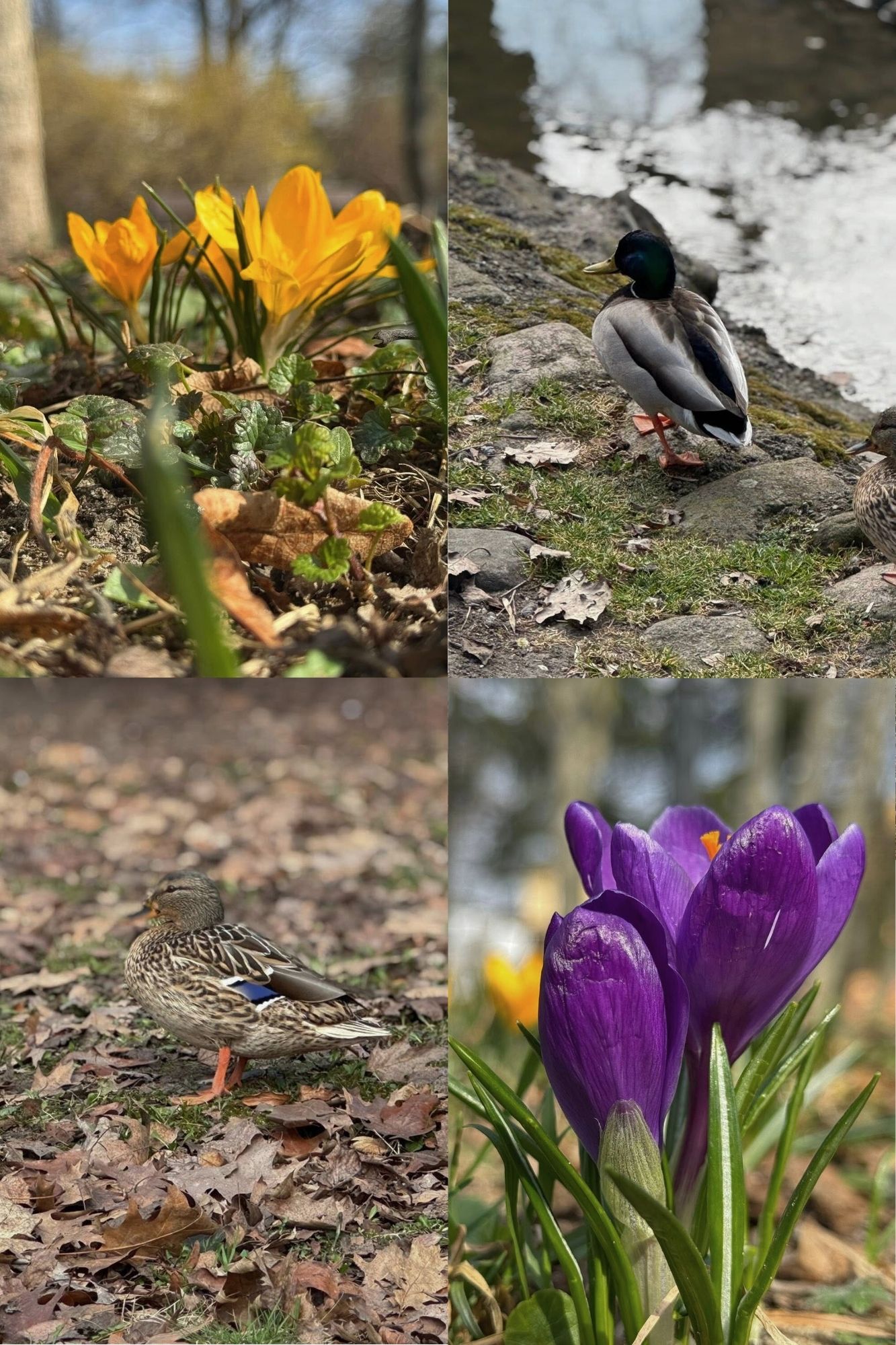 Wiosna budzi się do życia.